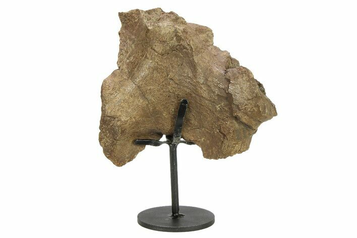 Fossil Dinosaur Vertebra Section w/ Metal Stand - South Dakota #294894
